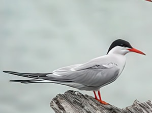 Tern Bird Totem